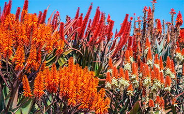 Aloe plants in bloom